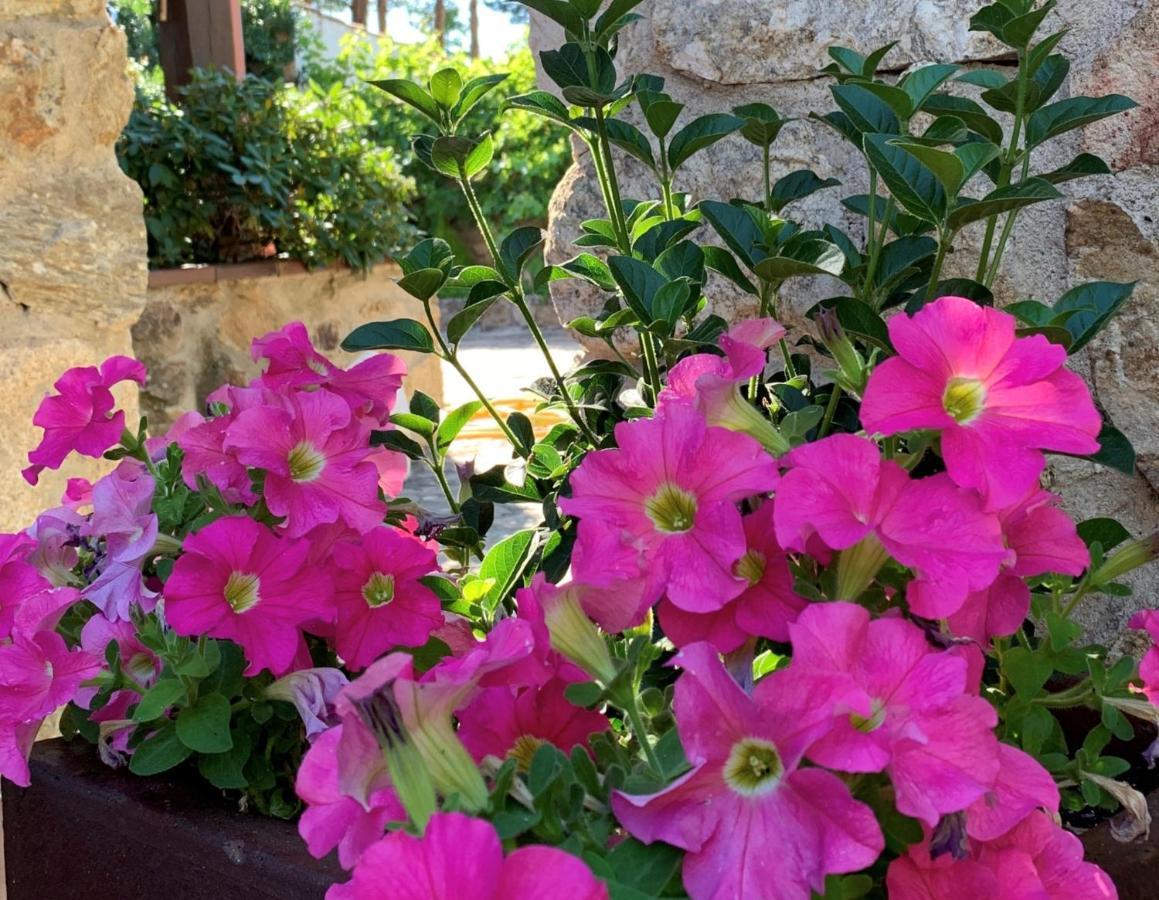 La Casita De Las Hortensias Ortigosa del Monte Екстериор снимка