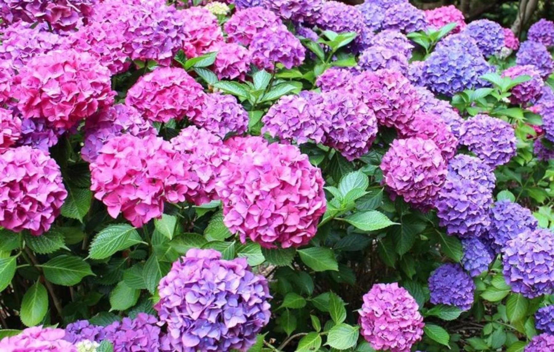 La Casita De Las Hortensias Ortigosa del Monte Екстериор снимка